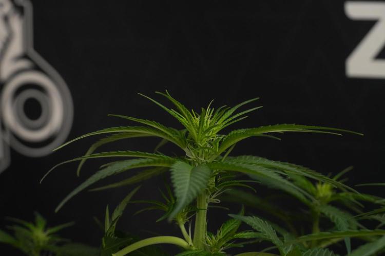 Pheno B Blueberry  Muffin by Zamnesia. Week 7 - Blueberry Muffin Plant B