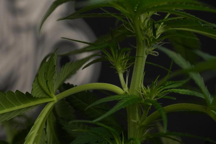 Pheno B Blueberry  Muffin by Zamnesia. Week 7 - Blueberry Muffin Plant B