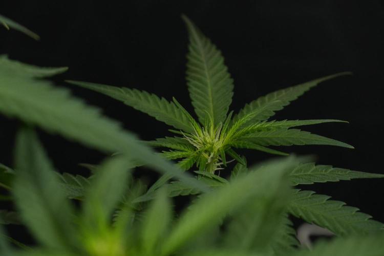 Pheno B Blueberry  Muffin by Zamnesia. Week 7 - Blueberry Muffin Plant B