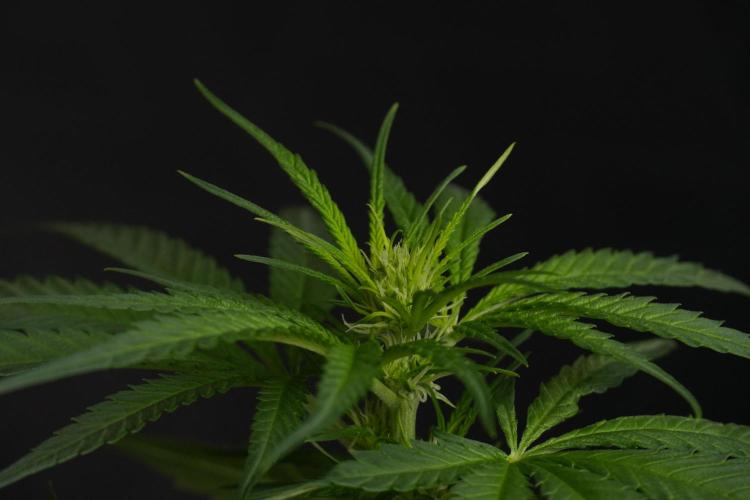 Pheno B Blueberry  Muffin by Zamnesia. Week 7 - Blueberry Muffin Plant B