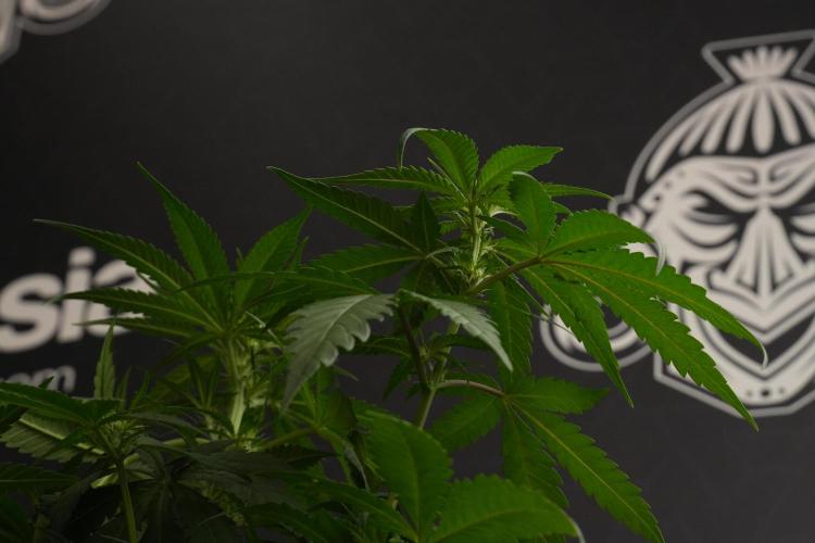 Pheno B Blueberry  Muffin by Zamnesia. Week 7 - Blueberry Muffin Plant B