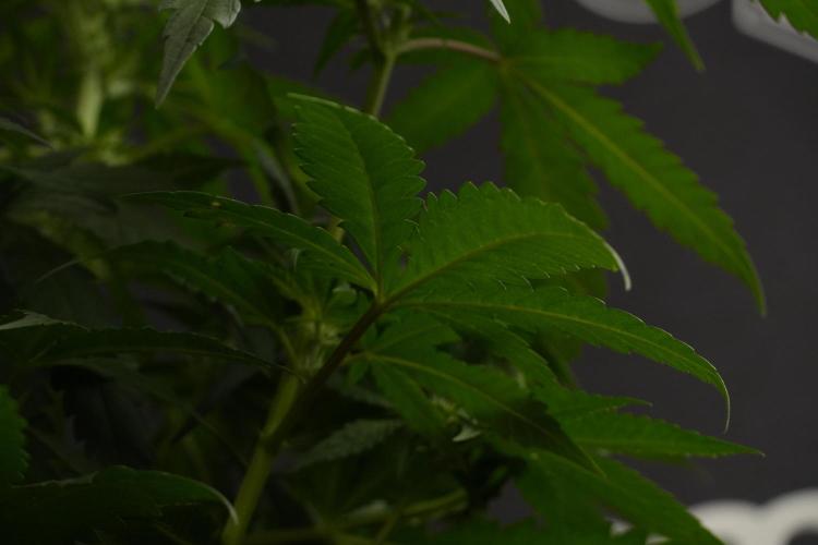 Pheno B Blueberry  Muffin by Zamnesia. Week 7 - Blueberry Muffin Plant B