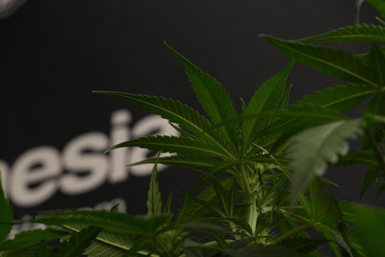Pheno B Blueberry  Muffin by Zamnesia. Week 7 - Blueberry Muffin Plant B