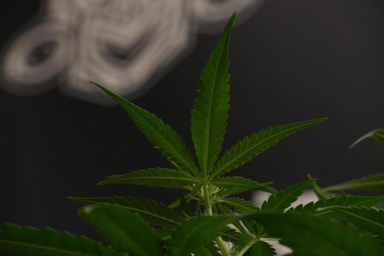 Pheno B Blueberry  Muffin by Zamnesia. Week 7 - Blueberry Muffin Plant B