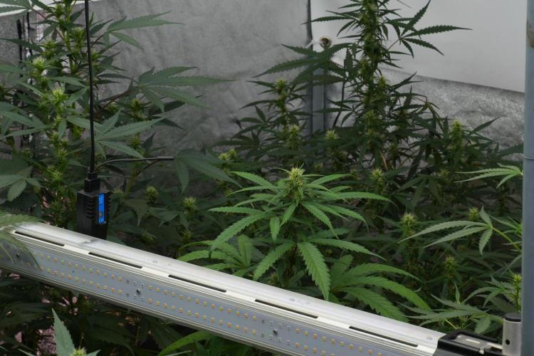 Pheno B Blueberry  Muffin by Zamnesia. Week 7 - Room and Vibes 