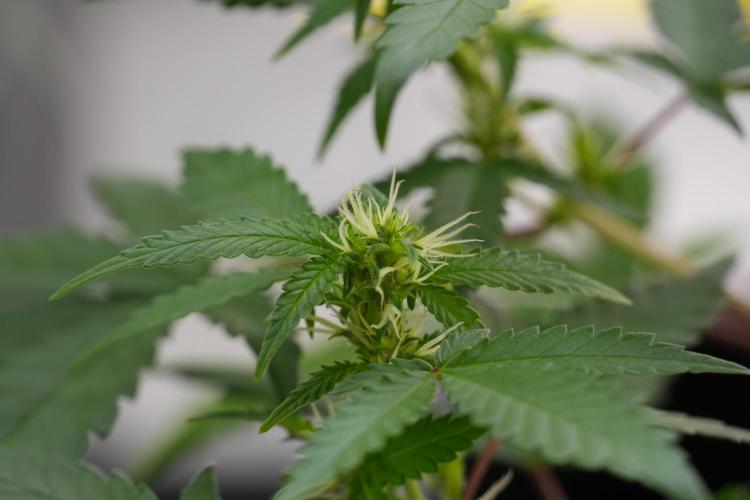 Cash Express By Zamnesia Pheno A. Week 7 - Cash Express Pheno A