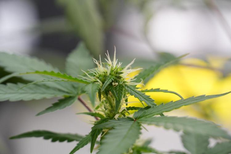 Cash Express By Zamnesia Pheno A. Week 7 - Cash Express Pheno A