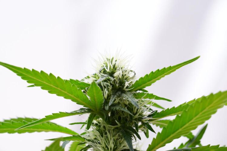 Cash Express By Zamnesia Pheno A. Week 7 - Cash Express Pheno A