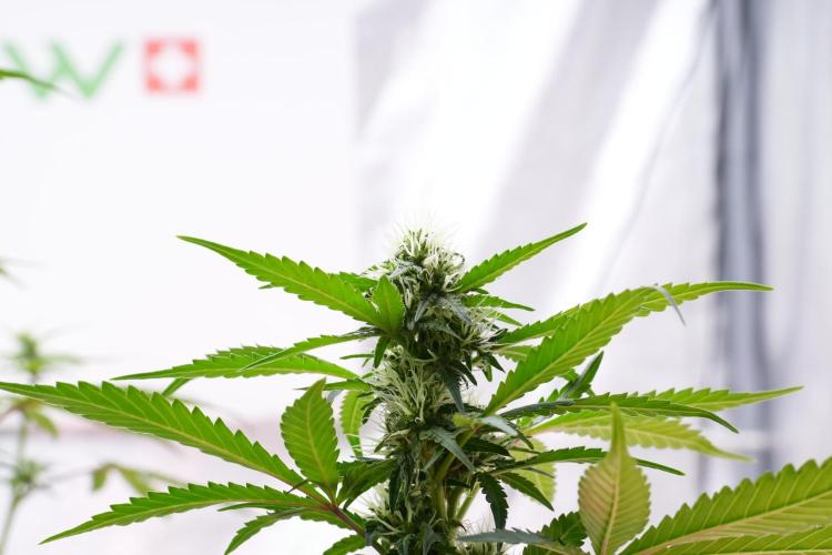 Cash Express By Zamnesia Pheno A. Week 7 - Cash Express Pheno A