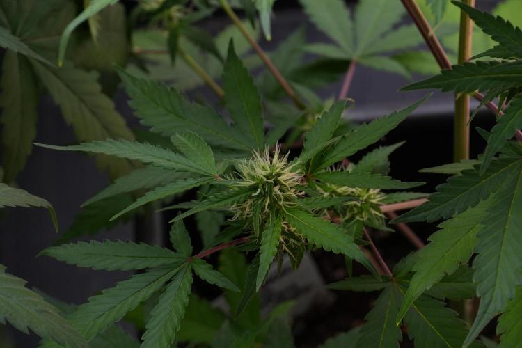 Cash Express By Zamnesia Pheno A. Week 7 - Cash Express Pheno A