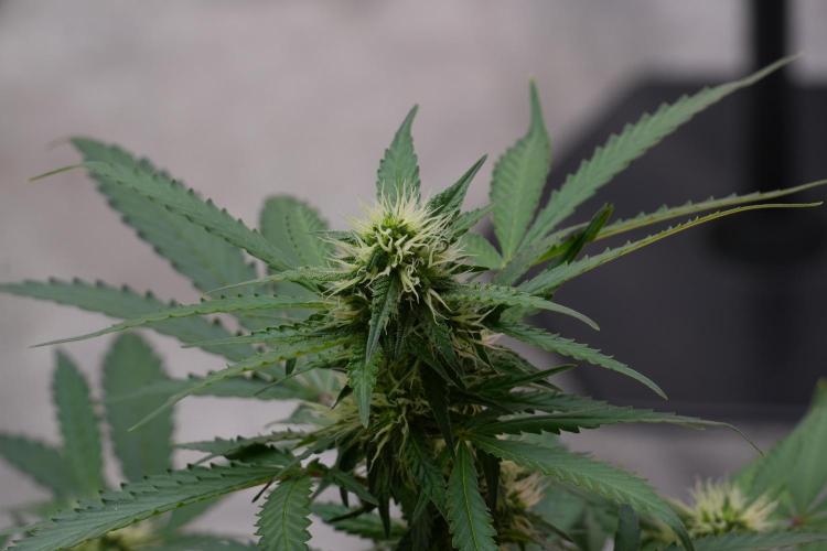 Cash Express By Zamnesia Pheno A. Week 7 - Cash Express Pheno A