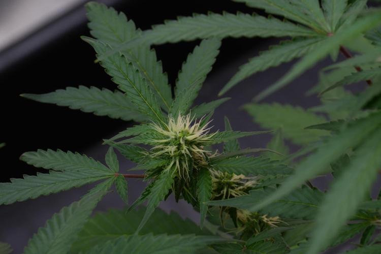 Cash Express By Zamnesia Pheno A. Week 7 - Cash Express Pheno A