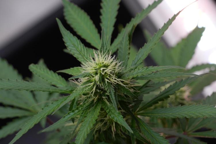 Cash Express By Zamnesia Pheno A. Week 7 - Cash Express Pheno A