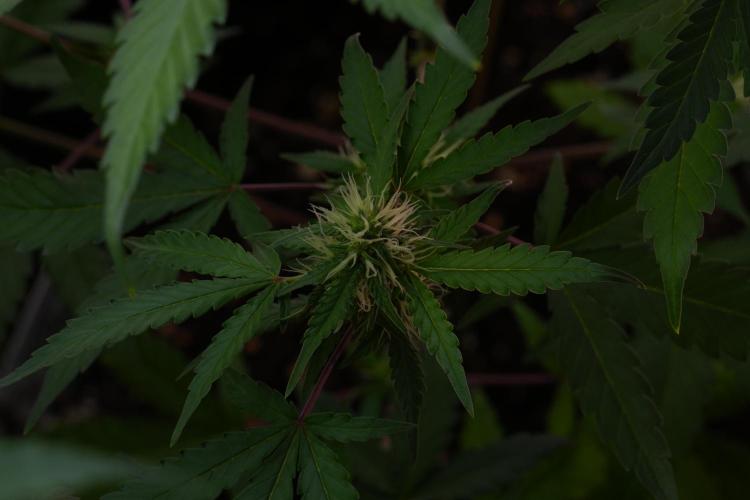 Cash Express By Zamnesia Pheno A. Week 7 - Cash Express Pheno A