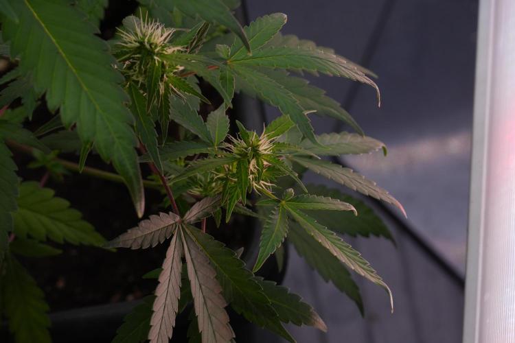 Cash Express By Zamnesia Pheno A. Week 7 - Cash Express Pheno A