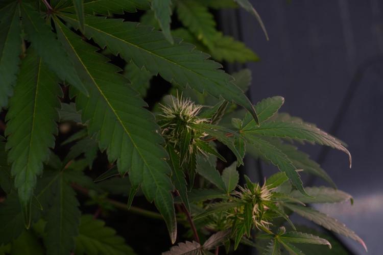 Cash Express By Zamnesia Pheno A. Week 7 - Cash Express Pheno A