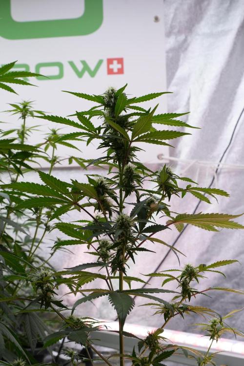 Cash Express By Zamnesia Pheno A. Week 7 - Cash Express Pheno A