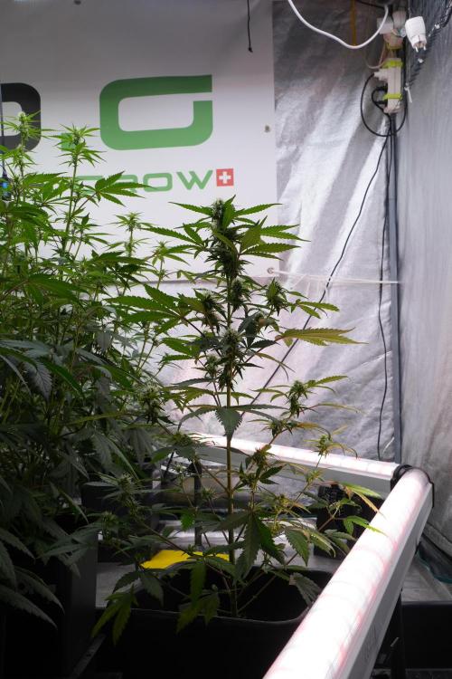 Cash Express By Zamnesia Pheno A. Week 7 - Cash Express Pheno A