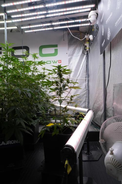 Cash Express By Zamnesia Pheno A. Week 7 - Cash Express Pheno A