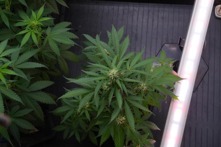Cash Express By Zamnesia Pheno A. Week 7 - Cash Express Pheno A