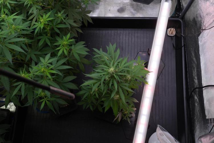Cash Express By Zamnesia Pheno A. Week 7 - Cash Express Pheno A
