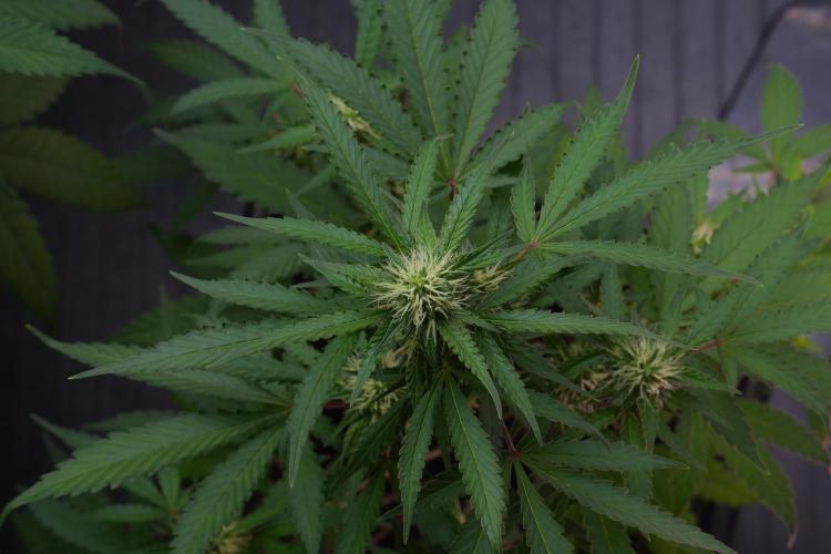 Cash Express By Zamnesia Pheno A. Week 7 - Cash Express Pheno A