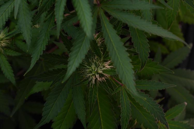 Cash Express By Zamnesia Pheno A. Week 7 - Cash Express Pheno A