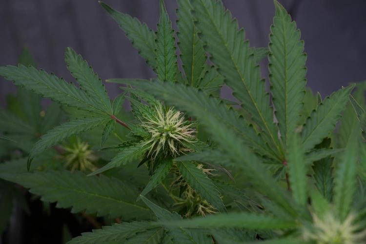 Cash Express By Zamnesia Pheno A. Week 7 - Cash Express Pheno A
