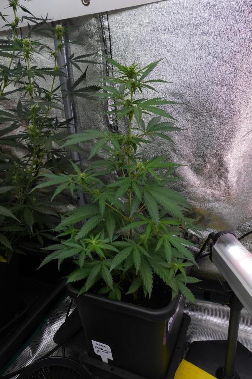 Pheno B Cash Express By Zamnesia. Week 7 - Cash Express – Pheno B