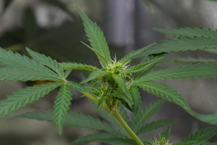 Pheno B Cash Express By Zamnesia. Week 7 - Cash Express – Pheno B