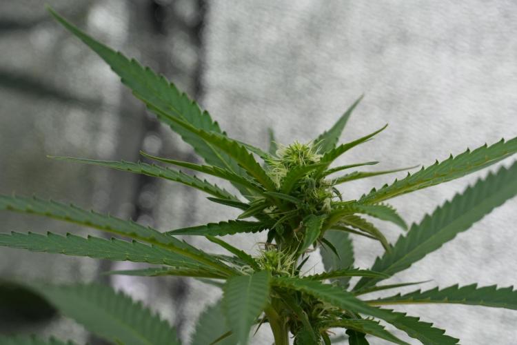 Pheno B Cash Express By Zamnesia. Week 7 - Cash Express – Pheno B