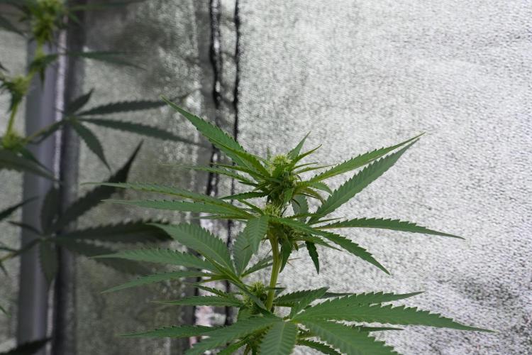 Pheno B Cash Express By Zamnesia. Week 7 - Cash Express – Pheno B