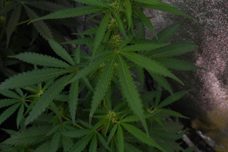 Pheno B Cash Express By Zamnesia. Week 7 - Cash Express – Pheno B