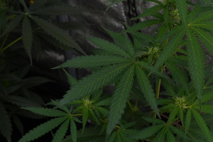 Pheno B Cash Express By Zamnesia. Week 7 - Cash Express – Pheno B