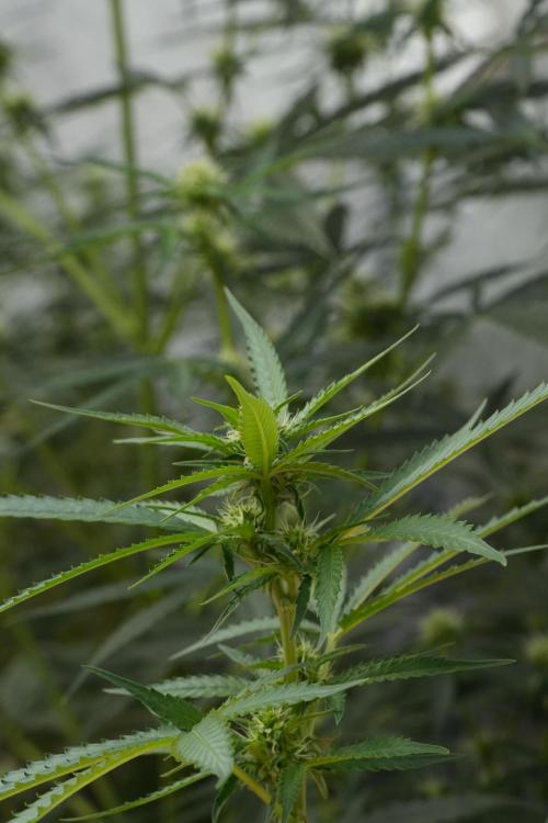 Pheno B Cash Express By Zamnesia. Week 7 - Cash Express – Pheno B