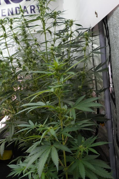 Pheno B Cash Express By Zamnesia. Week 7 - Cash Express – Pheno B