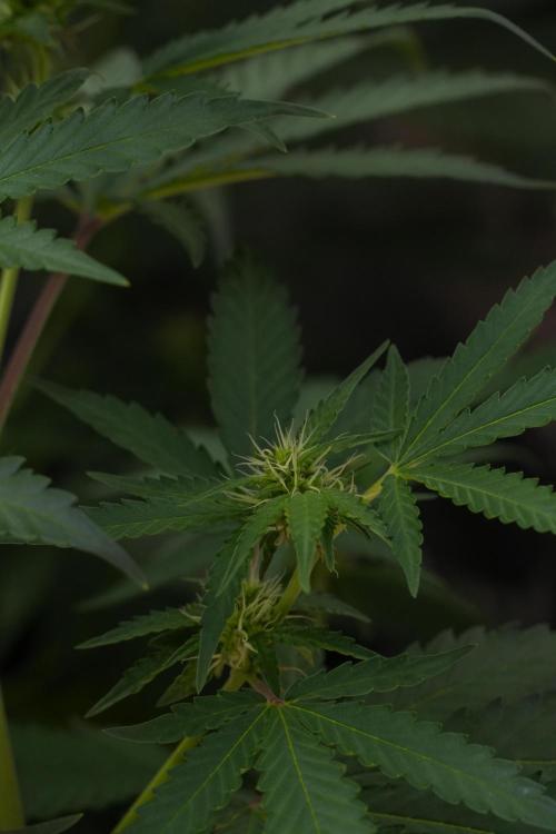 Pheno B Cash Express By Zamnesia. Week 7 - Cash Express – Pheno B