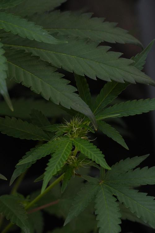 Pheno B Cash Express By Zamnesia. Week 7 - Cash Express – Pheno B