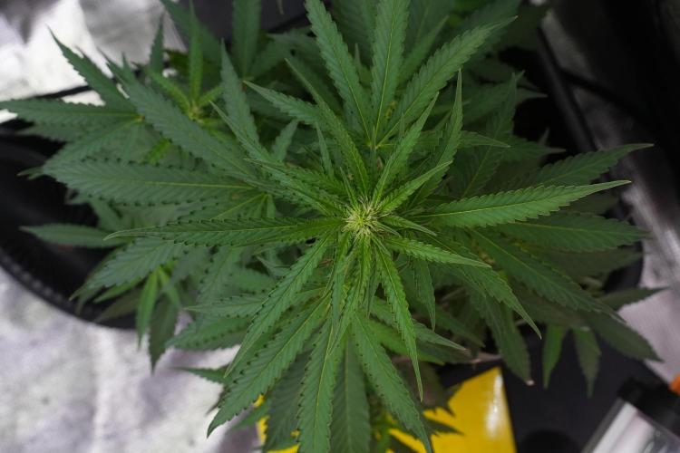 Pheno B Cash Express By Zamnesia. Week 7 - Cash Express – Pheno B