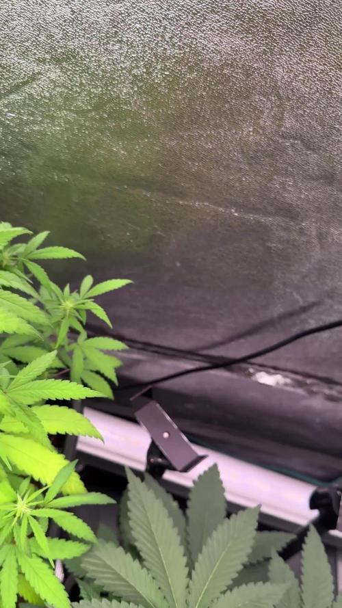Pheno B Cash Express By Zamnesia