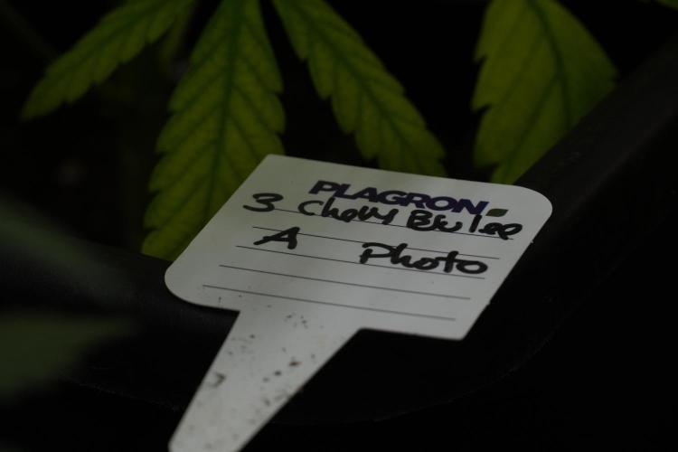 Chem Brulee By Zamnesia Pheno A. Week 7 - Chem Brûlée – Pheno A