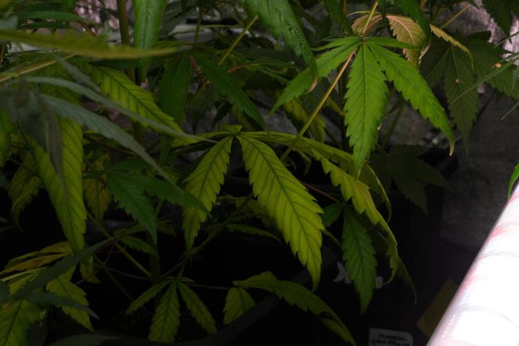 Chem Brulee By Zamnesia Pheno A. Week 7 - Chem Brûlée – Pheno A