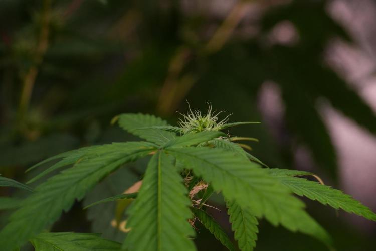 Chem Brulee By Zamnesia Pheno A. Week 7 - Chem Brûlée – Pheno A