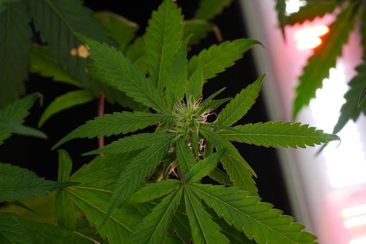 Chem Brulee By Zamnesia Pheno A. Week 7 - Chem Brûlée – Pheno A