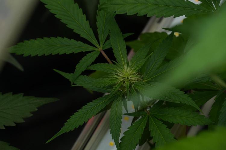 Chem Brulee By Zamnesia Pheno A. Week 7 - Chem Brûlée – Pheno A