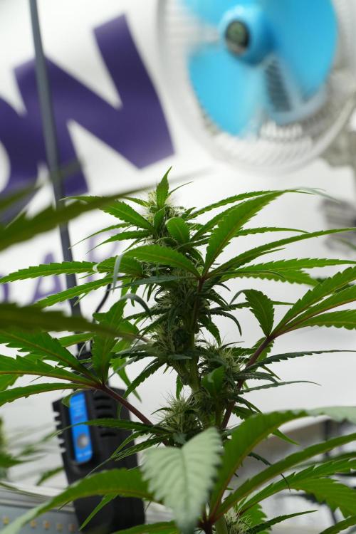 Chem Brulee By Zamnesia Pheno A. Week 7 - Chem Brûlée – Pheno A