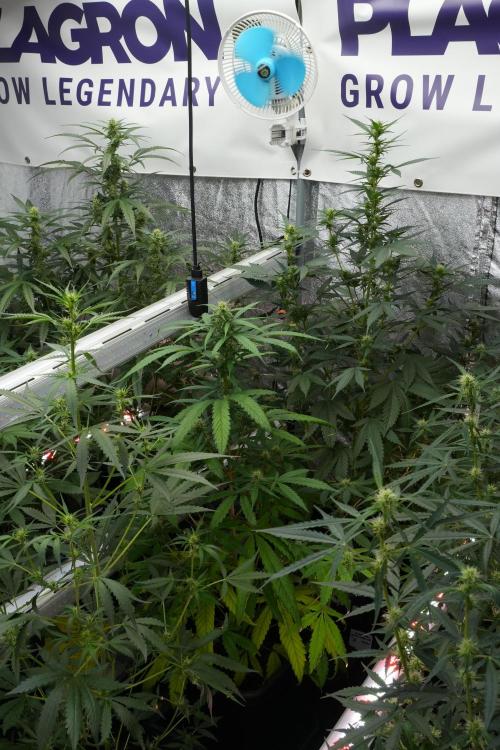 Chem Brulee By Zamnesia Pheno A. Week 7 - Chem Brûlée – Pheno A