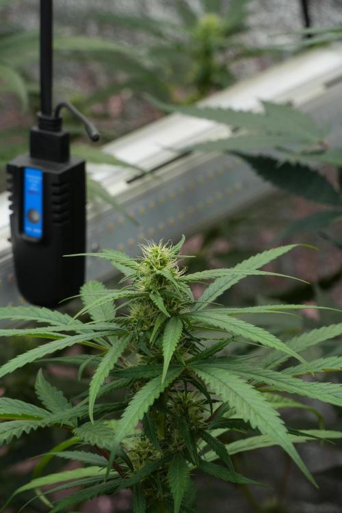 Chem Brulee By Zamnesia Pheno A. Week 7 - Chem Brûlée – Pheno A