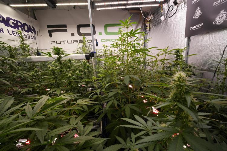 Chem Brulee By Zamnesia Pheno A. Week 7 - Room and Vibes