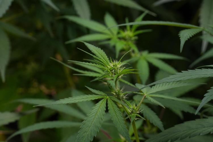 Pheno B Chem Brulee By Zamnesia. Week 7 - Chem Brûlée Pheno B 